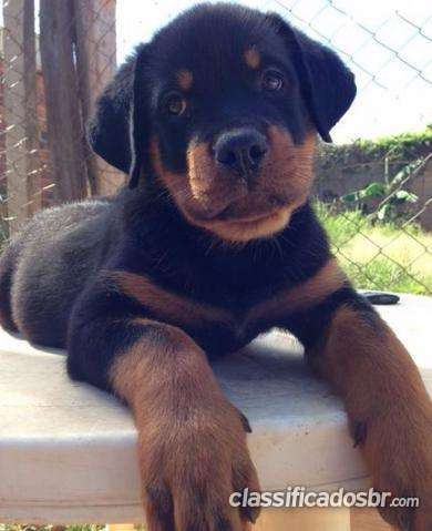 Rottweiler Cabeça De Touro