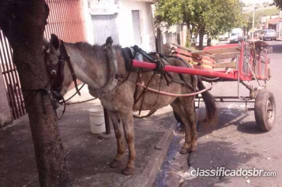 ONG arrecada R$ 1,3 mil com campanha na web e compra burro que foi  arrastado por carro, Bauru e Marília