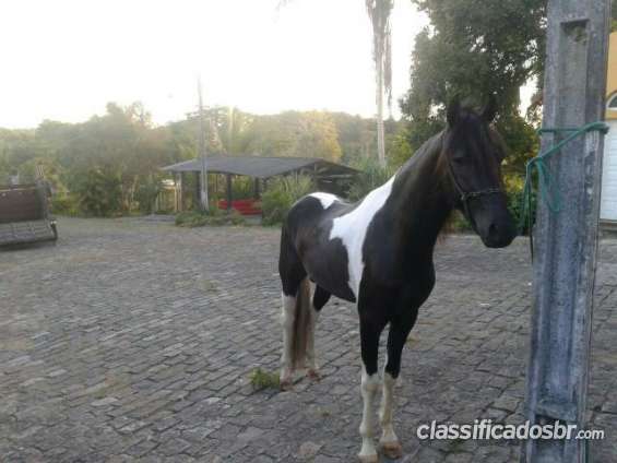 Cavalo pampa de preto